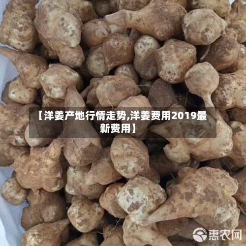 【洋姜产地行情走势,洋姜费用2019最新费用】