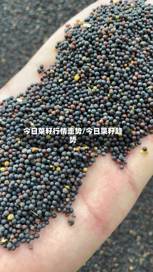 今日菜籽行情走势/今日菜籽趋势