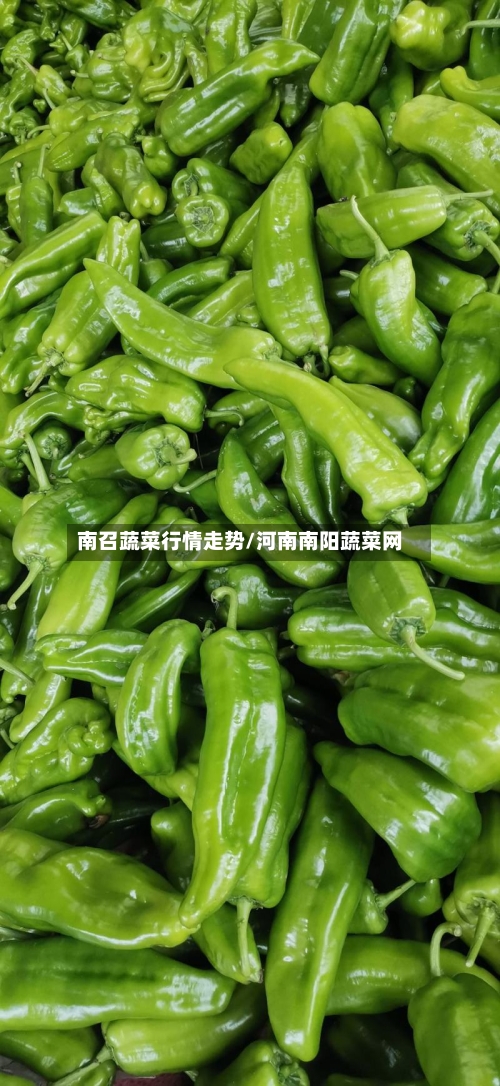 南召蔬菜行情走势/河南南阳蔬菜网