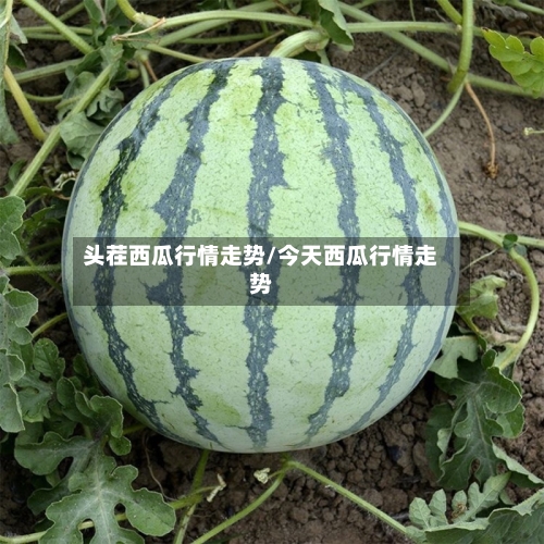 头茬西瓜行情走势/今天西瓜行情走势-第2张图片