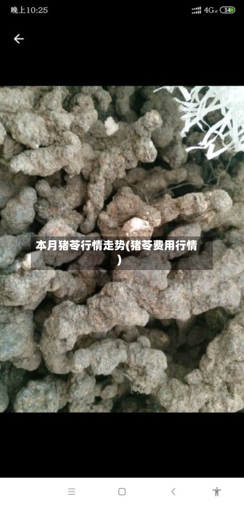本月猪苓行情走势(猪苓费用行情)-第2张图片