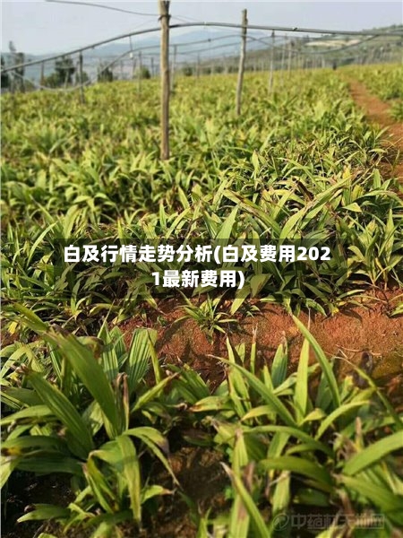 白及行情走势分析(白及费用2021最新费用)