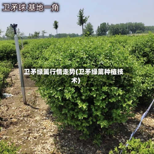 卫矛绿篱行情走势(卫矛绿篱种植技术)