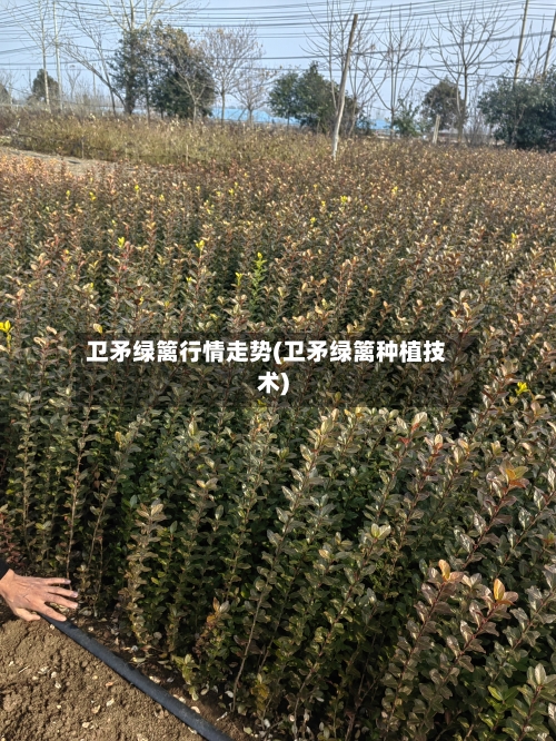 卫矛绿篱行情走势(卫矛绿篱种植技术)-第2张图片