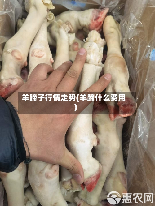 羊蹄子行情走势(羊蹄什么费用)