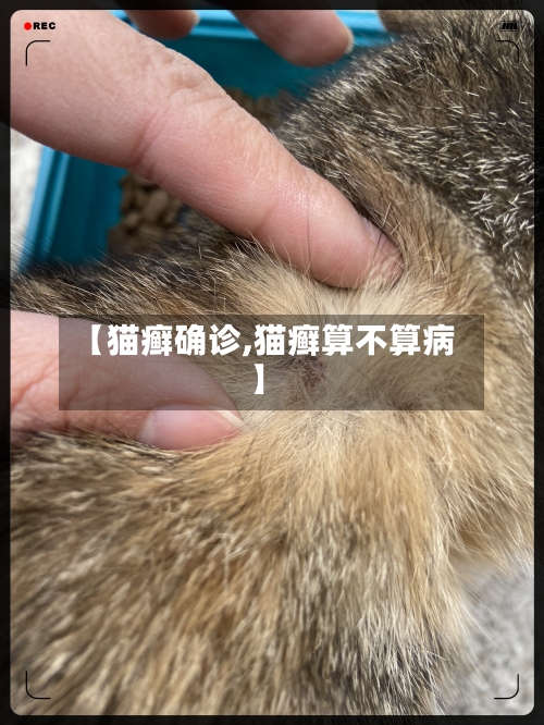 【猫癣确诊,猫癣算不算病】