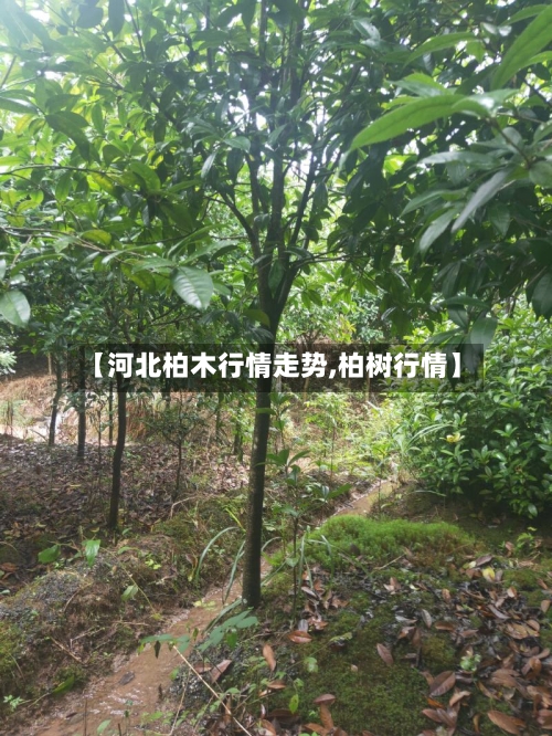 【河北柏木行情走势,柏树行情】-第2张图片