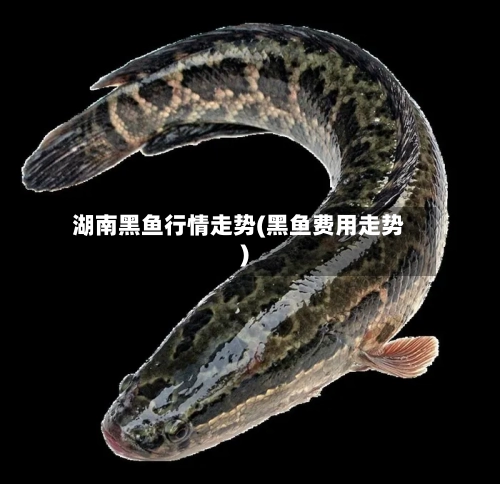 湖南黑鱼行情走势(黑鱼费用走势)