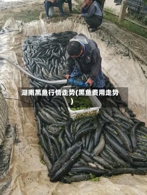 湖南黑鱼行情走势(黑鱼费用走势)-第2张图片