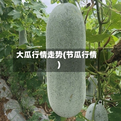 大瓜行情走势(节瓜行情)-第2张图片