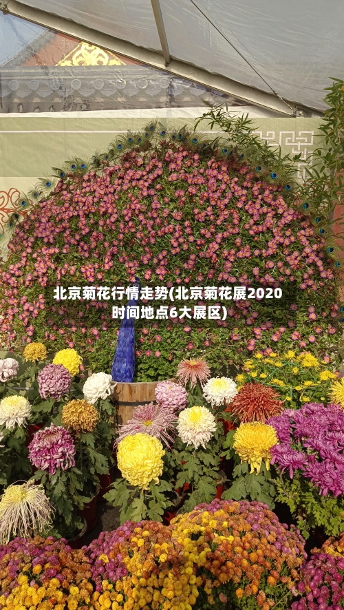 北京菊花行情走势(北京菊花展2020时间地点6大展区)-第2张图片