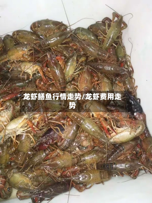 龙虾鳝鱼行情走势/龙虾费用走势-第3张图片