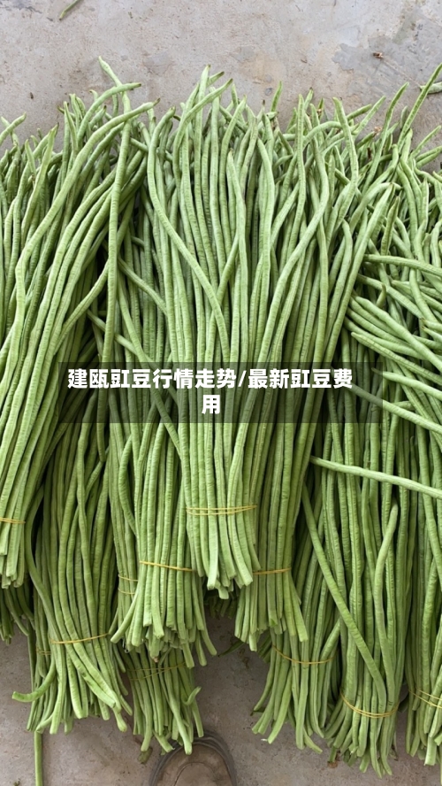 建瓯豇豆行情走势/最新豇豆费用