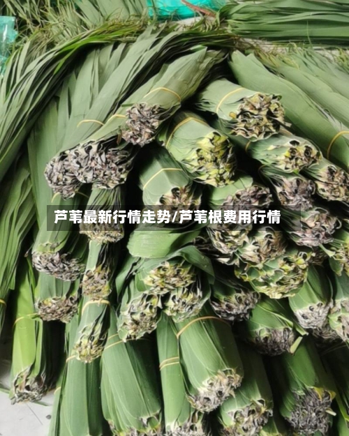 芦苇最新行情走势/芦苇根费用行情-第2张图片