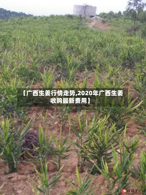 【广西生姜行情走势,2020年广西生姜收购最新费用】